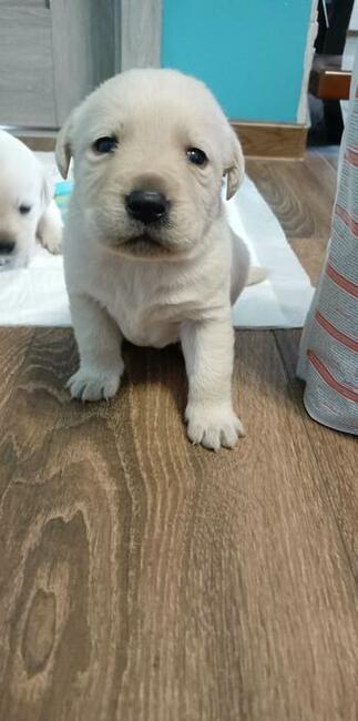 Labrador retriever krycie