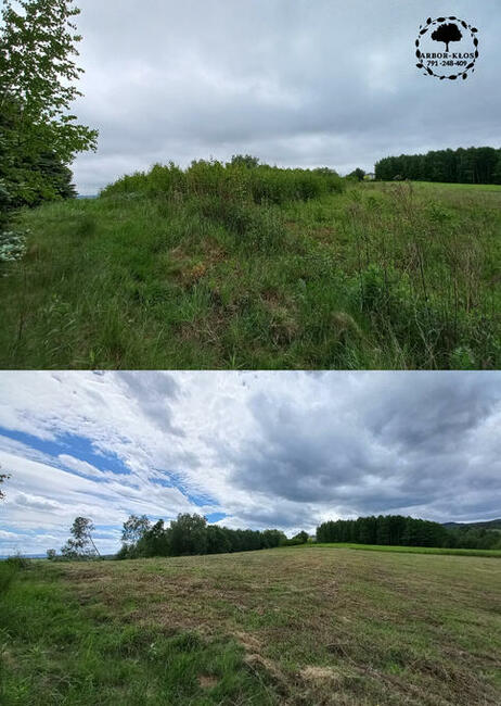 Wycinka drzew Usługi ogrodnicze Frezowanie pni