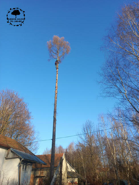 Wycinka drzew Usługi ogrodnicze Frezowanie pni