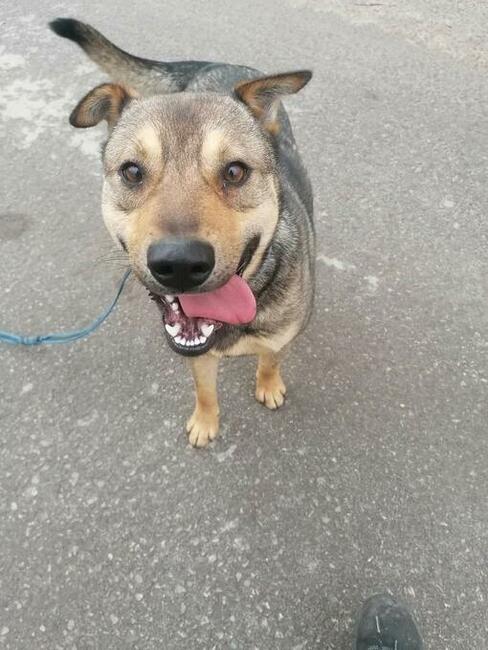 Śliczny przyjacielski psiak czeka na wymarzony dom