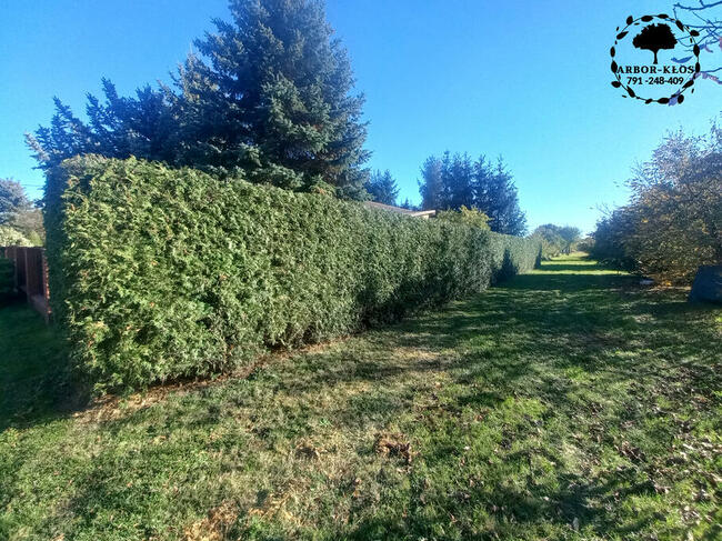 Wycinka drzew Usługi ogrodnicze Frezowanie pni