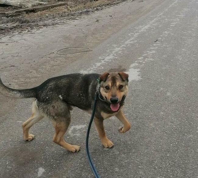 Cudowny wesoły psiak kochający ludzi BŁAGA o wspaniały domek