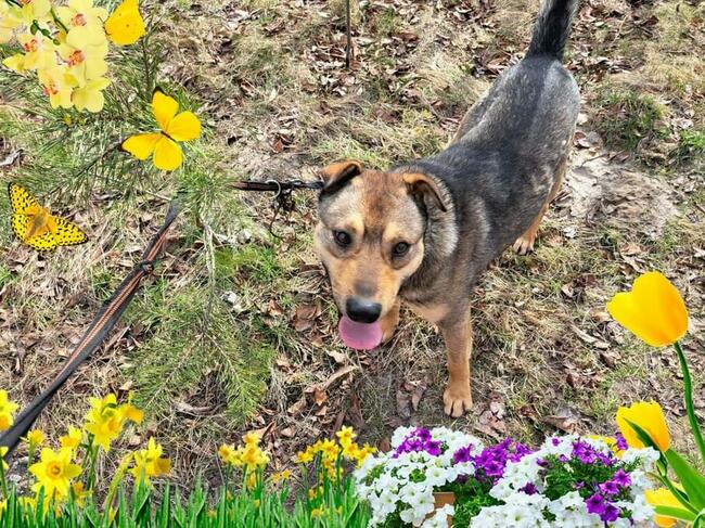 DZEK śliczny młodziak kochający ludzi BŁAGA o dom