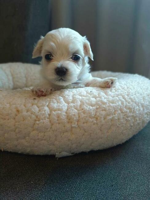 Maltańczyk mały przytulas