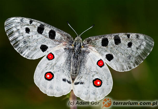 Pokoje u Jakuba Krościenko - noclegi Pieniny