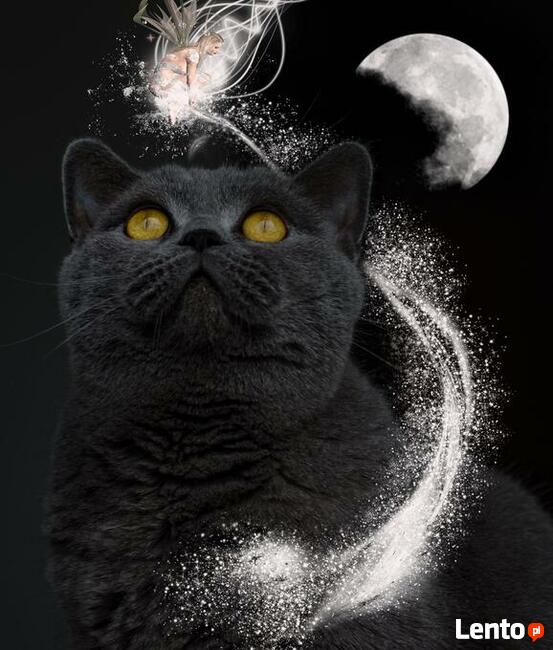 Wróżka Selena Tarot online