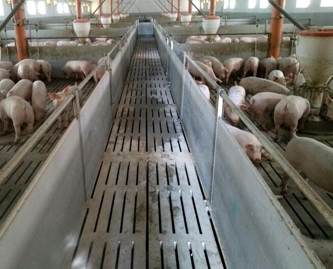 Aktywator Gnojowicy AMU-Rozpuszcza Kożuch, Redukuje Zapach