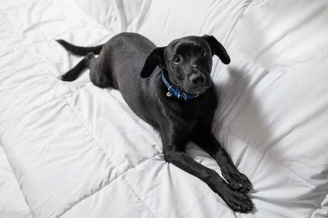 Blaki - wesoły, kotolubny, psolubny i dzieciolubny!