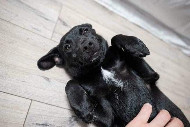 Blaki - wesoły, kotolubny, psolubny i dzieciolubny!