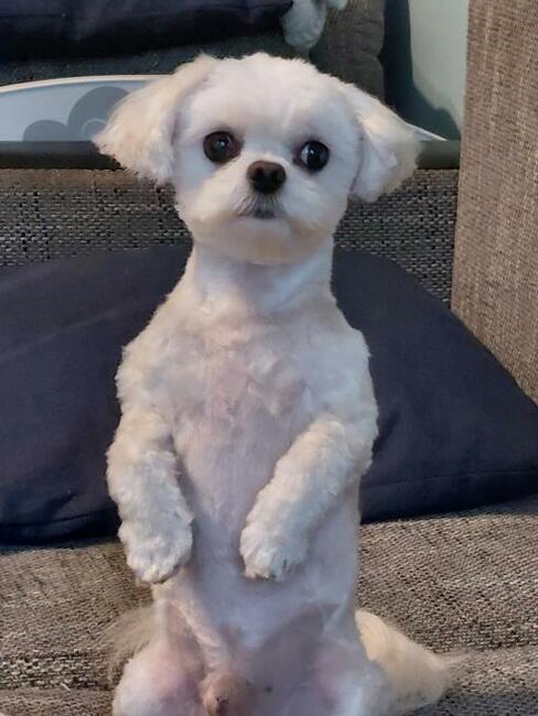 Strzyżenie psów z dojazdem do domu, Wrocław