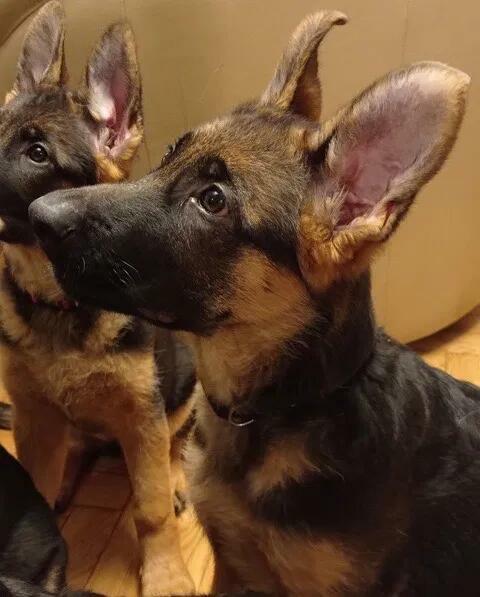 Owczarki niemieckie krótkowłose FCI