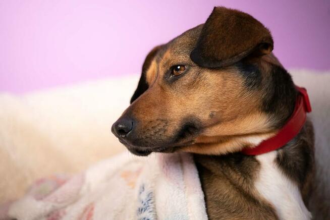 Niekochana - nieduża, domowa suczka, która przeszła piekło