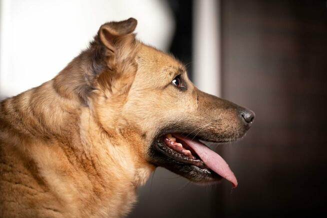 Brandon - niekonfliktowy, wesoły psiak szuka domu!