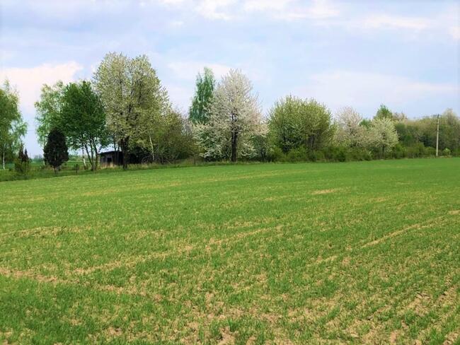 Działka Wolbrom