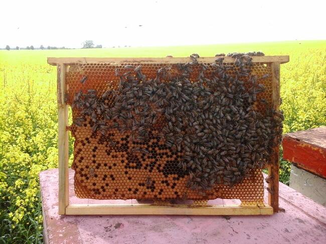 Sprzedam pszczoły, przezimowane rodziny pszczele