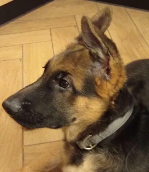 Owczarki niemieckie krótkowłose FCI