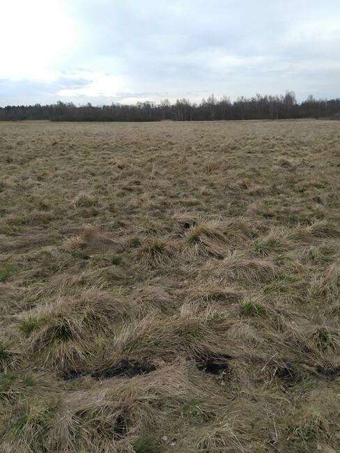 MODZEROWO-WŁOCŁAWEK-SIEDLISKOWA - 9914m2-ENERG