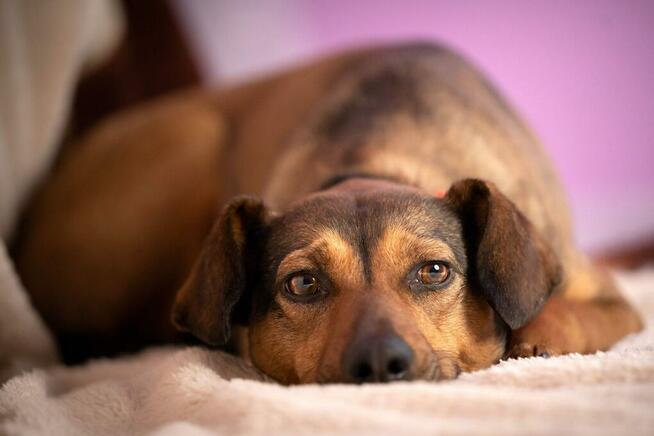 Niekochana - nieduża, domowa suczka, która przeszła piekło