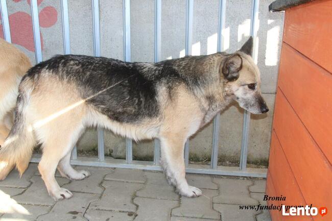 Bronia - sunia w typie owczarka