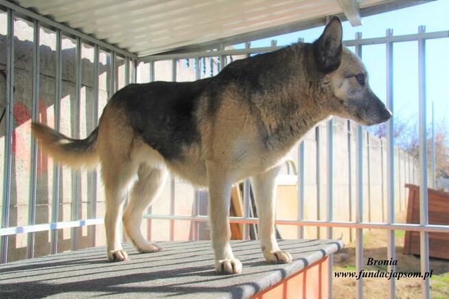 Bronia - sunia w typie owczarka