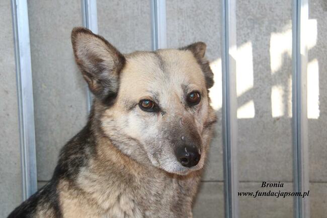 Bronia - sunia w typie owczarka