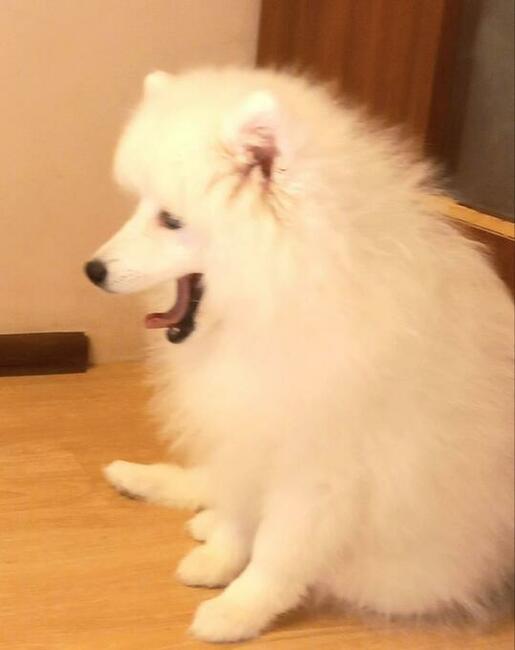 Szpic Japoński pies 5 miesięcy