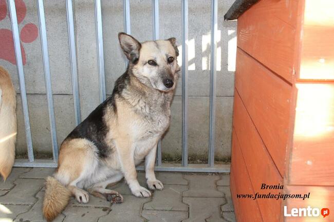 Bronia - sunia w typie owczarka