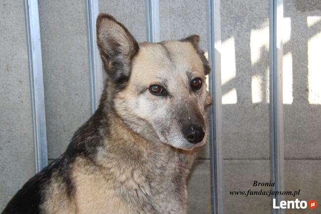 Bronia - sunia w typie owczarka