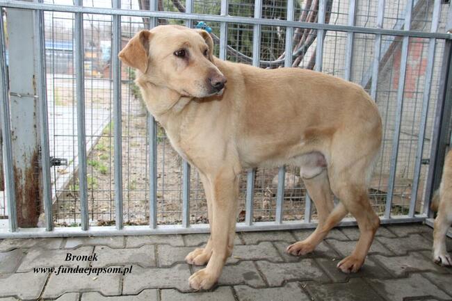 Bronek - smutny labrador