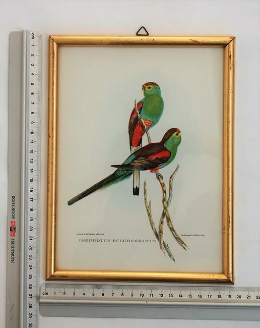 Papugi ptaki J. Gould chromolitografia antyk obraz