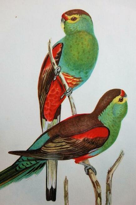 Papugi ptaki J. Gould chromolitografia antyk obraz