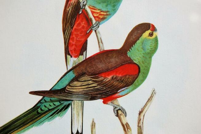 Papugi ptaki J. Gould chromolitografia antyk obraz