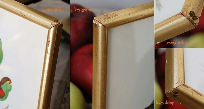 Papugi ptaki J. Gould chromolitografia antyk obraz