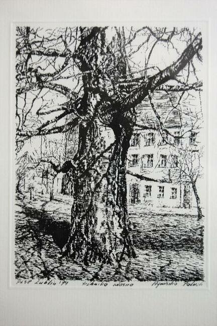 Drzewo, grafika czarno-biała, Agnieszka Paluch 1994 r.
