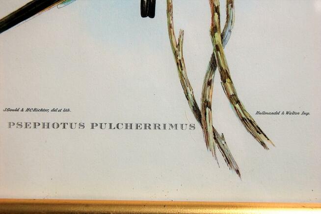 Papugi ptaki J. Gould chromolitografia antyk obraz