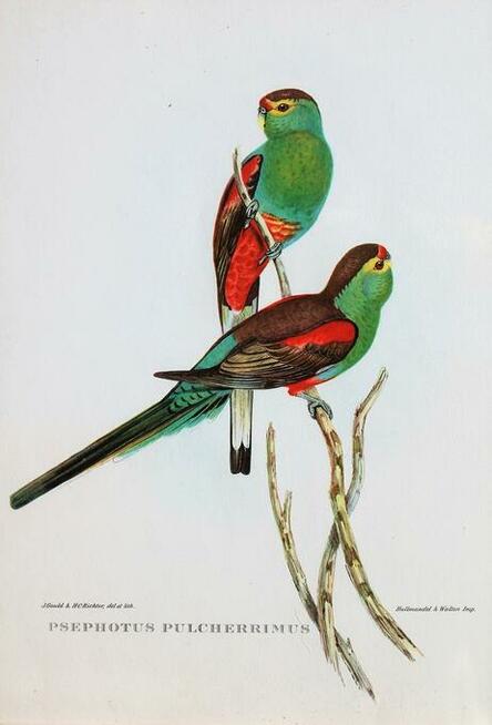 Papugi ptaki J. Gould chromolitografia antyk obraz