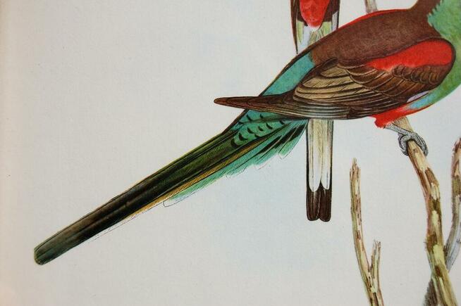 Papugi ptaki J. Gould chromolitografia antyk obraz