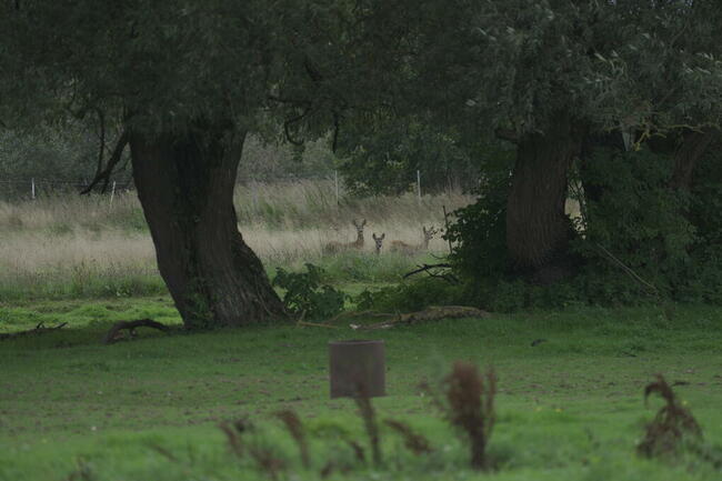 Domki letniskowe blisko natury nad morzem Darłowo