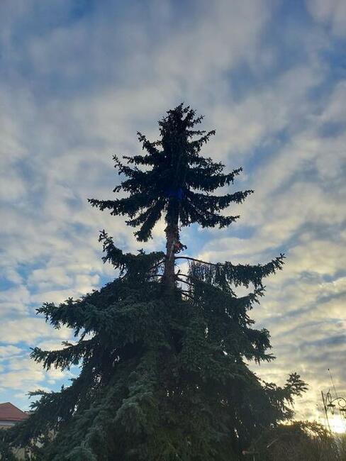 ŁOMŻA - WYCINKA DRZEW Z PODNOŚNIKA I ALPINISTYCZNIE