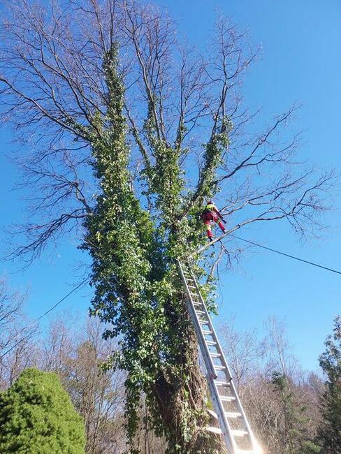 OSTROŁĘKA - WYCINKA DRZEW Z PODNOŚNIKA I ALPINISTYCZNIE