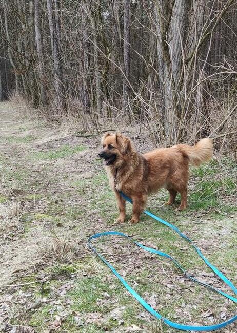 Mobi malutki ok 3 let.iesek błaga o dom Korabiewicach