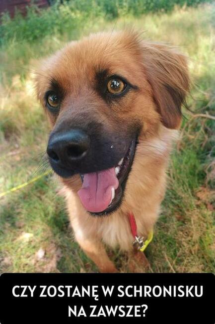 Mobi malutki ok 3 let.iesek błaga o dom Korabiewicach