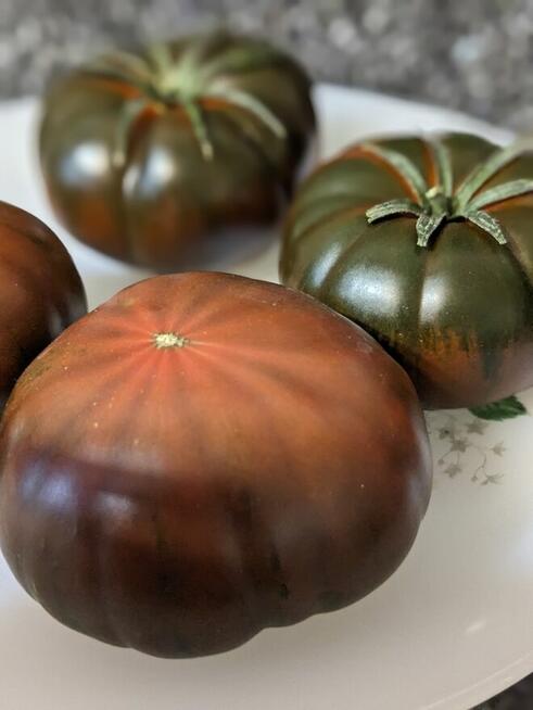 Pomidor ogorek rosyjskie odmiany odporne na zaraze