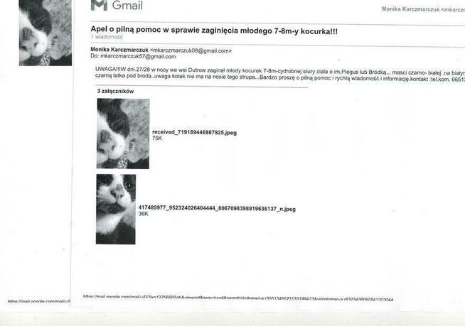 POMOCY!W dn.27/28 luty zaginął czarno -biały kocur 7-8 m-cy