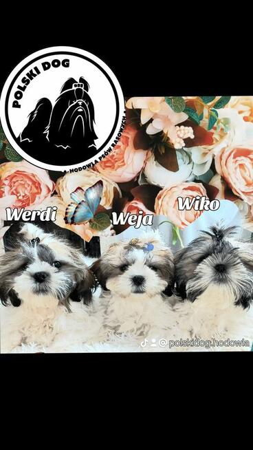 Shih-Tzu zachodniopomorskie