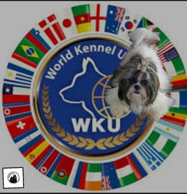 Shih-Tzu zachodniopomorskie