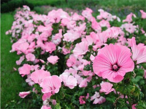 Miechunka Ślaz Goździk brodaty Rudbekia nasiona kwiat ziola