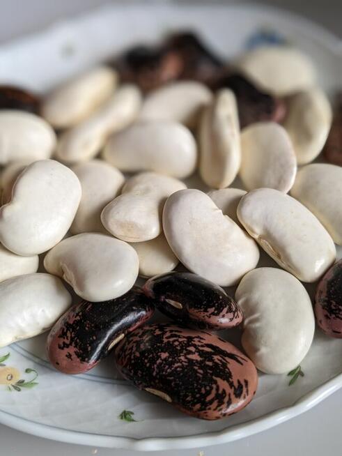 Papryczka słodka kolorowa Sweetbites