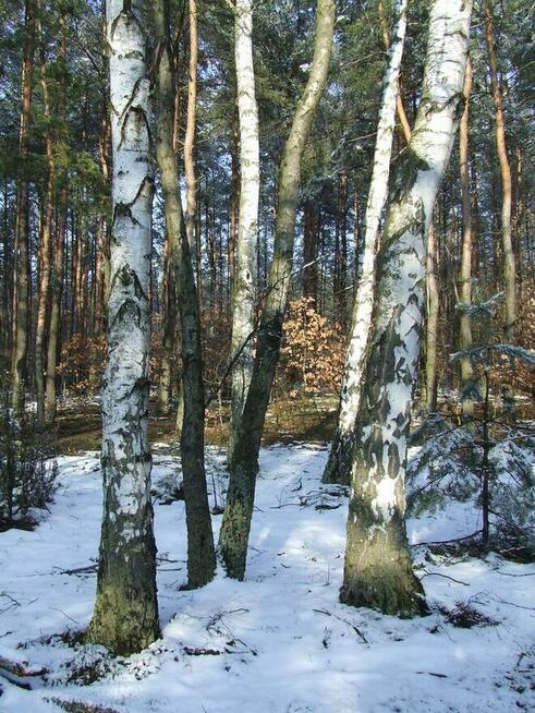 Sok z brzozy świeży Sok oskoła sezon 2024 rok .