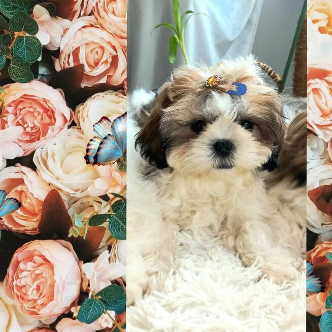 Shih-Tzu zachodniopomorskie